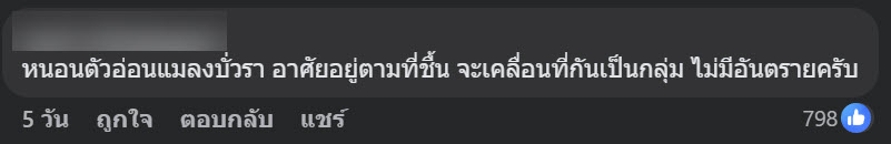 ฝูงตัวอะไรบนถนน