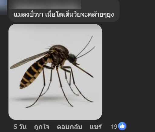 ฝูงตัวอะไรบนถนน
