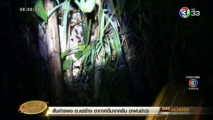 ต่อหัวเสือต่อย