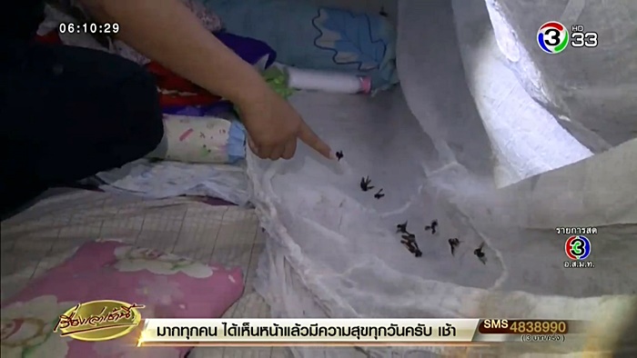 ต่อหัวเสือต่อย