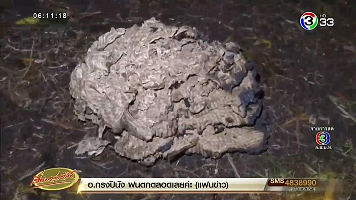 ต่อหัวเสือต่อย