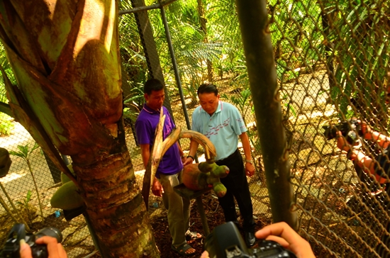 มะพร้าวก้นสาว