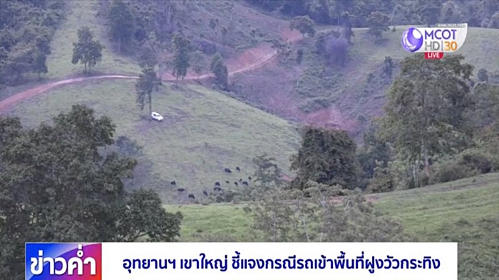 พระวัดดังนำคณะทัวร์ VVIP ชมฝูงกระทิงเขาแผงม้า 