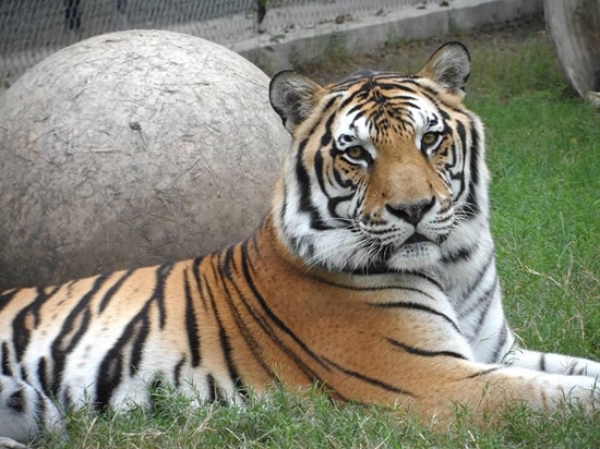 เสือคณะละครสัตว์