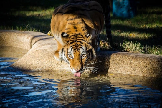 เสือคณะละครสัตว์