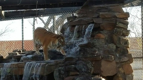 เสือคณะละครสัตว์