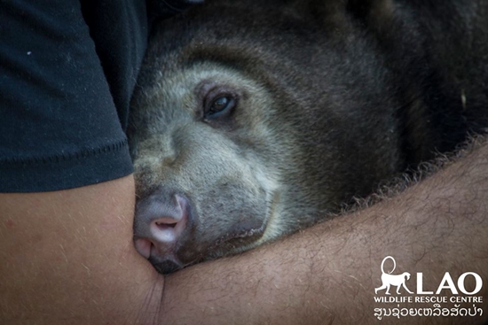 ขายลูกหมีหมา