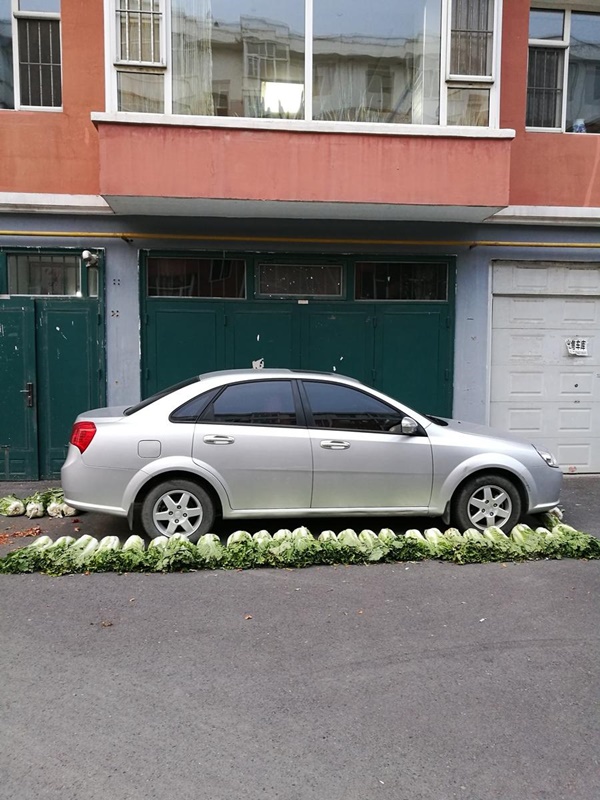 นี่มันอะไร !? วิธีสงวนที่จอดรถแบบใหม่ ใช้ผักกาดวางเรียงไว้ซะเลย