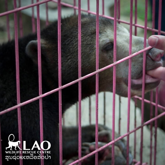 ขายลูกหมีหมา