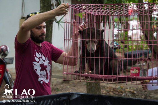 ขายลูกหมีหมา