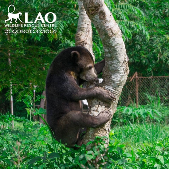 ขายลูกหมีหมา