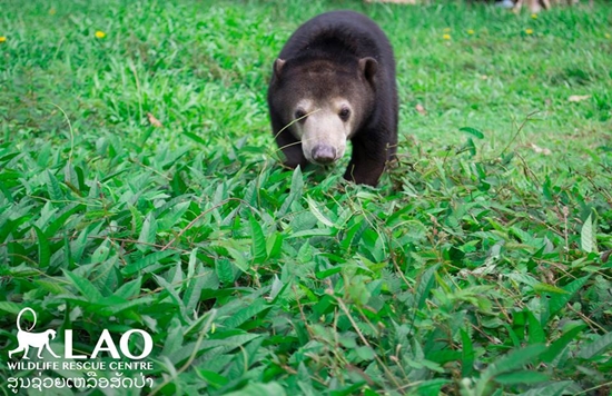 ขายลูกหมีหมา