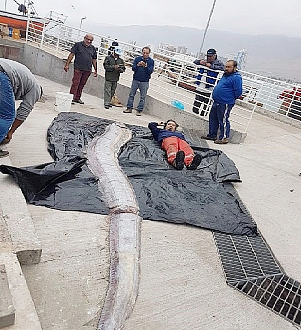 ปลบาประหลาด