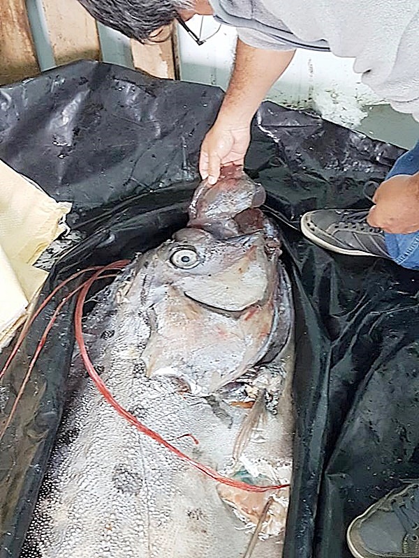 ปลบาประหลาด