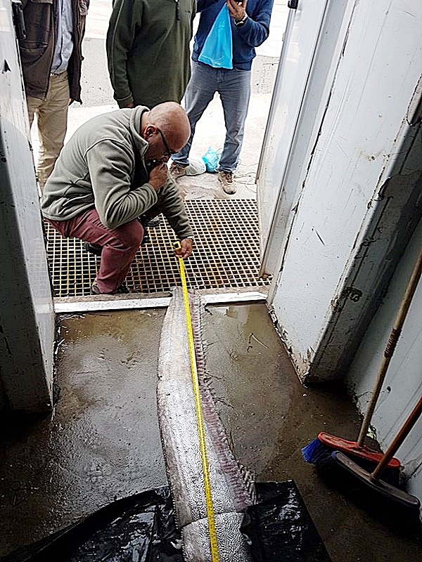 ปลบาประหลาด