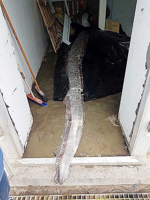 ปลบาประหลาด