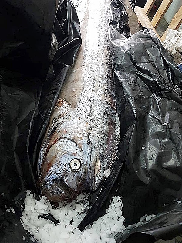 ปลบาประหลาด