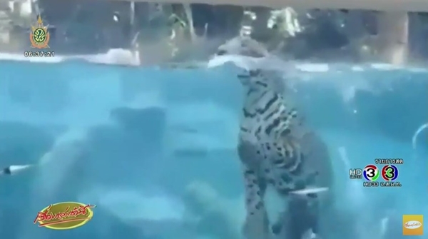 เจ้าไนท์ เสือจากัวร์