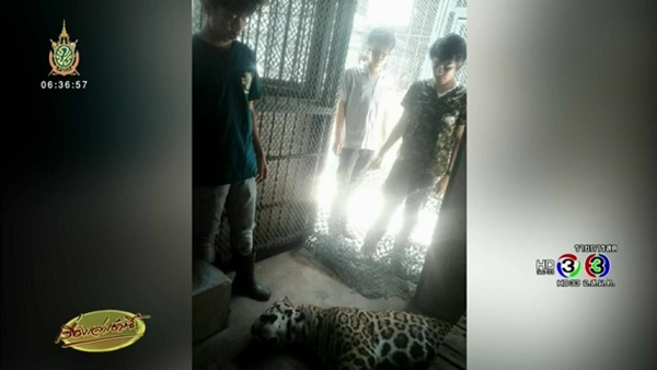 เจ้าไนท์ เสือจากัวร์ เชียงใหม่ไนท์ซาฟารี