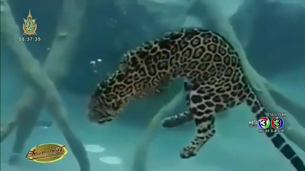 เจ้าไนท์ เสือจากัวร์ เชียงใหม่ไนท์ซาฟารี