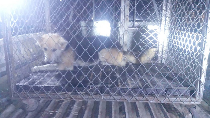 สุนัขขย้ำเด็ก 3 ขวบ