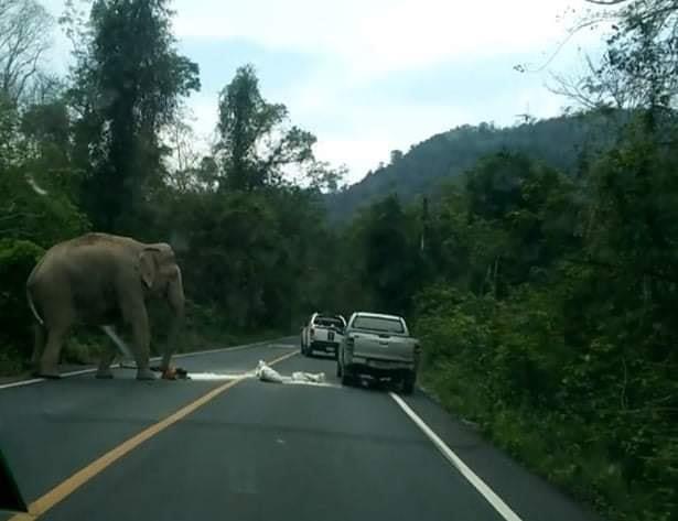 ช้างป่า