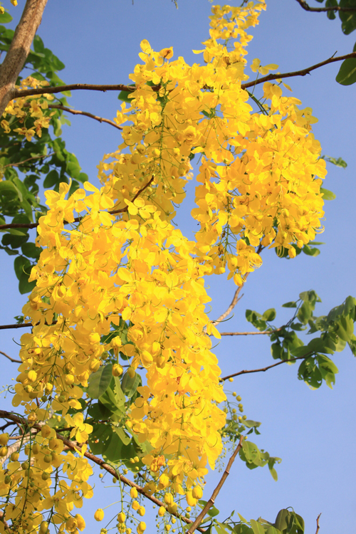 ดอกราชพฤกษ์ ดอกไม้ประจำชาติไทย