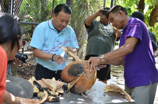 มะพร้าวก้นสาว