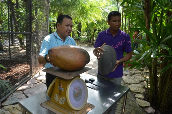 มะพร้าวก้นสาว