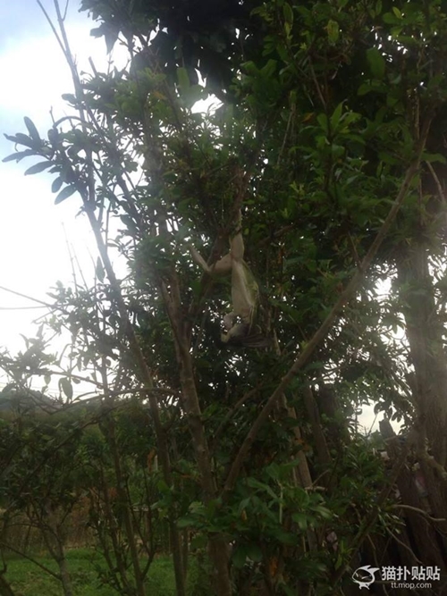 กบยักษ์เขมือบนกบนต้นไม้ ตัวขนาดนี้ลมแทบจับ