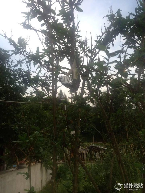 กบยักษ์เขมือบนกบนต้นไม้ ตัวขนาดนี้ลมแทบจับ