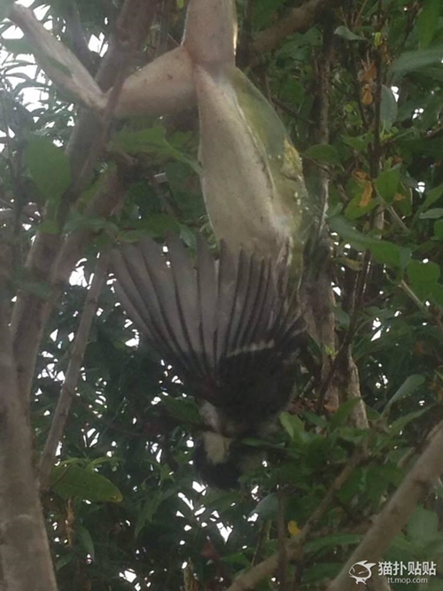 กบยักษ์เขมือบนกบนต้นไม้ ตัวขนาดนี้ลมแทบจับ