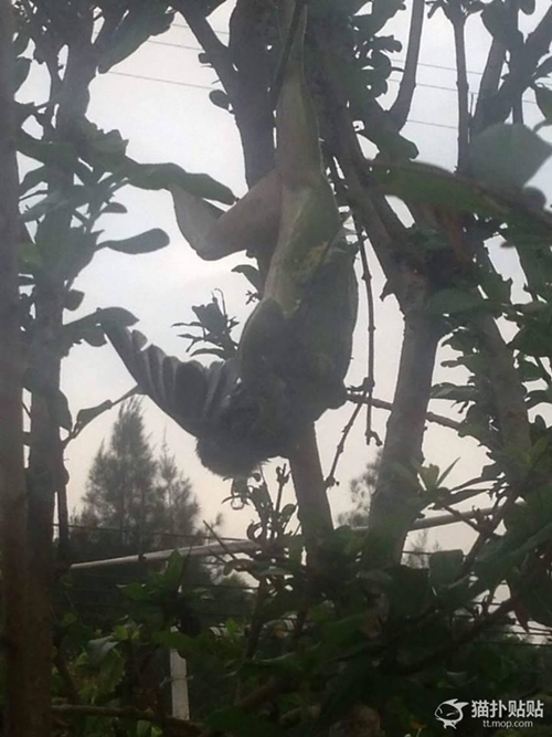 กบยักษ์เขมือบนกบนต้นไม้ ตัวขนาดนี้ลมแทบจับ