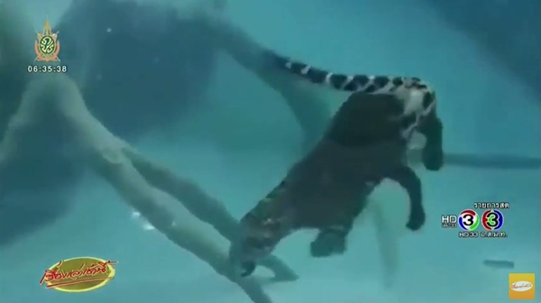 เจ้าไนท์ เสือจากัวร์