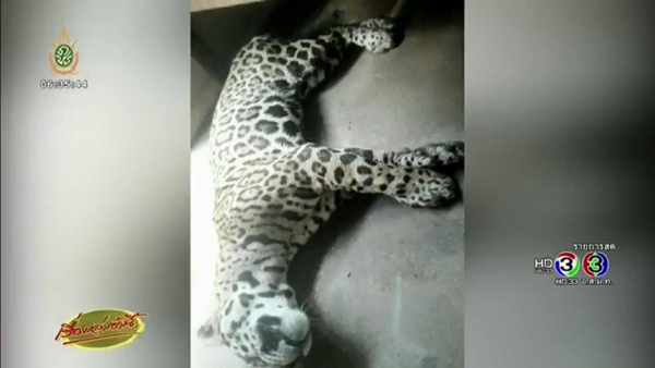 เจ้าไนท์ เสือจากัวร์ เชียงใหม่ไนท์ซาฟารี