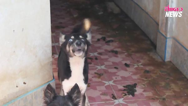 ขายบ้าน