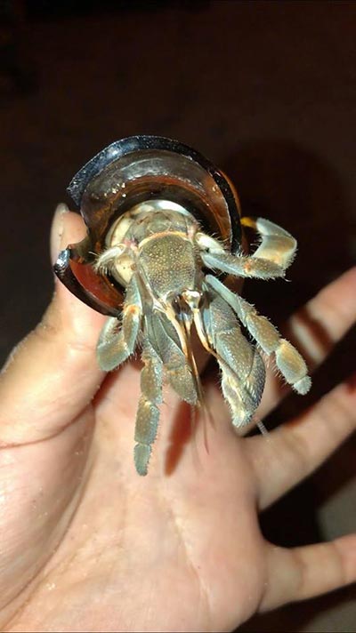 ปูเสฉวน