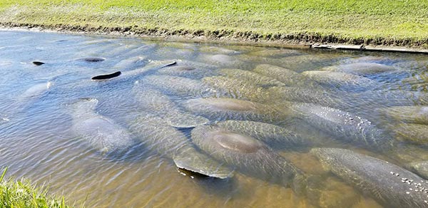 พะยูนแมนนาที