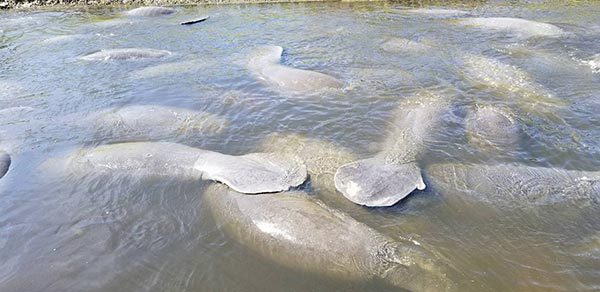 พะยูนแมนนาที