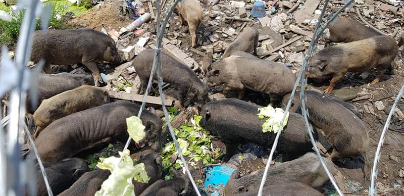 ขังหมูป่า