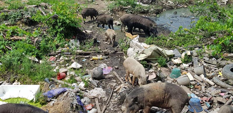 ขังหมูป่า