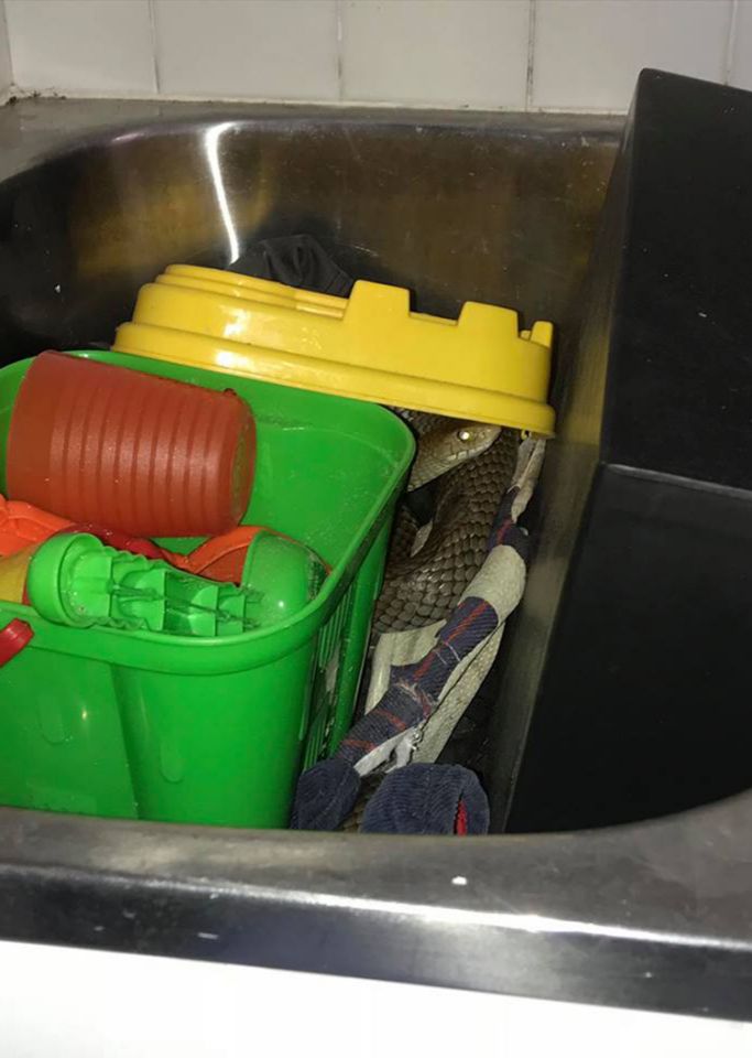 งูเข้าบ้าน