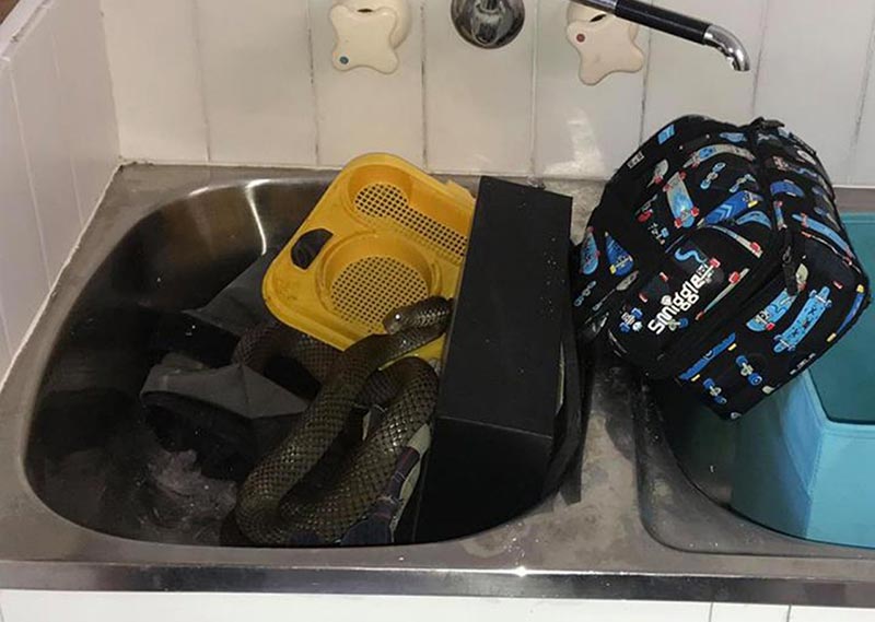 งูเข้าบ้าน