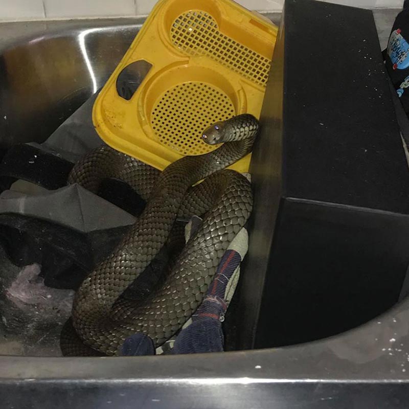 งูเข้าบ้าน