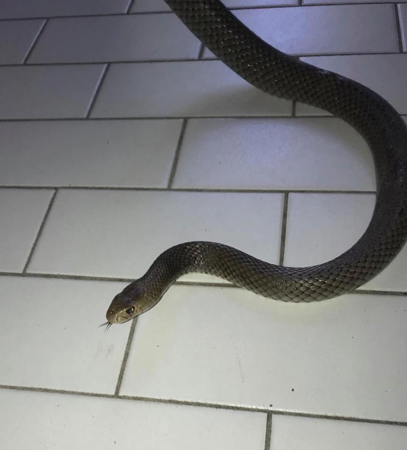 งูเข้าบ้าน