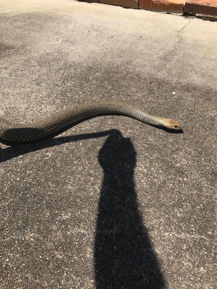 งูเข้าบ้าน