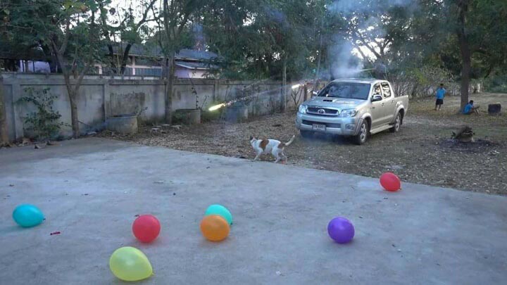 ยิงพลุใส่สุนัข