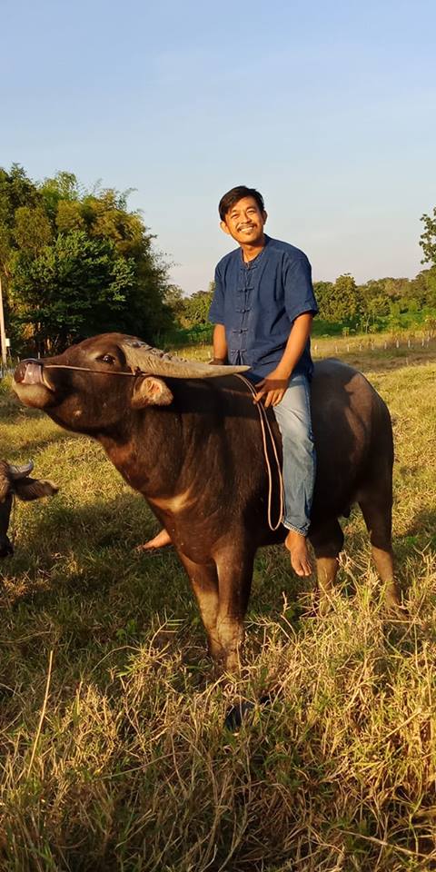 ควายยิ้ม