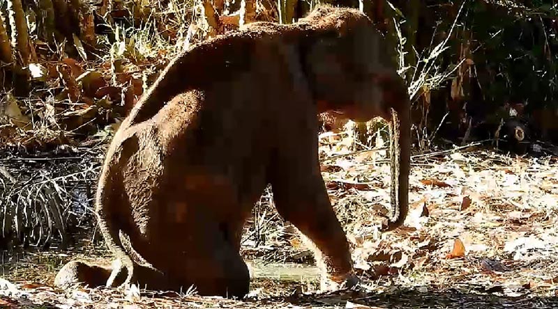 ลูกช้างป่า