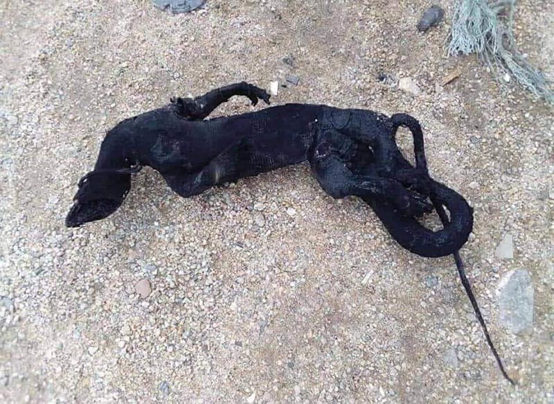 ตัวเงินตัวทอง